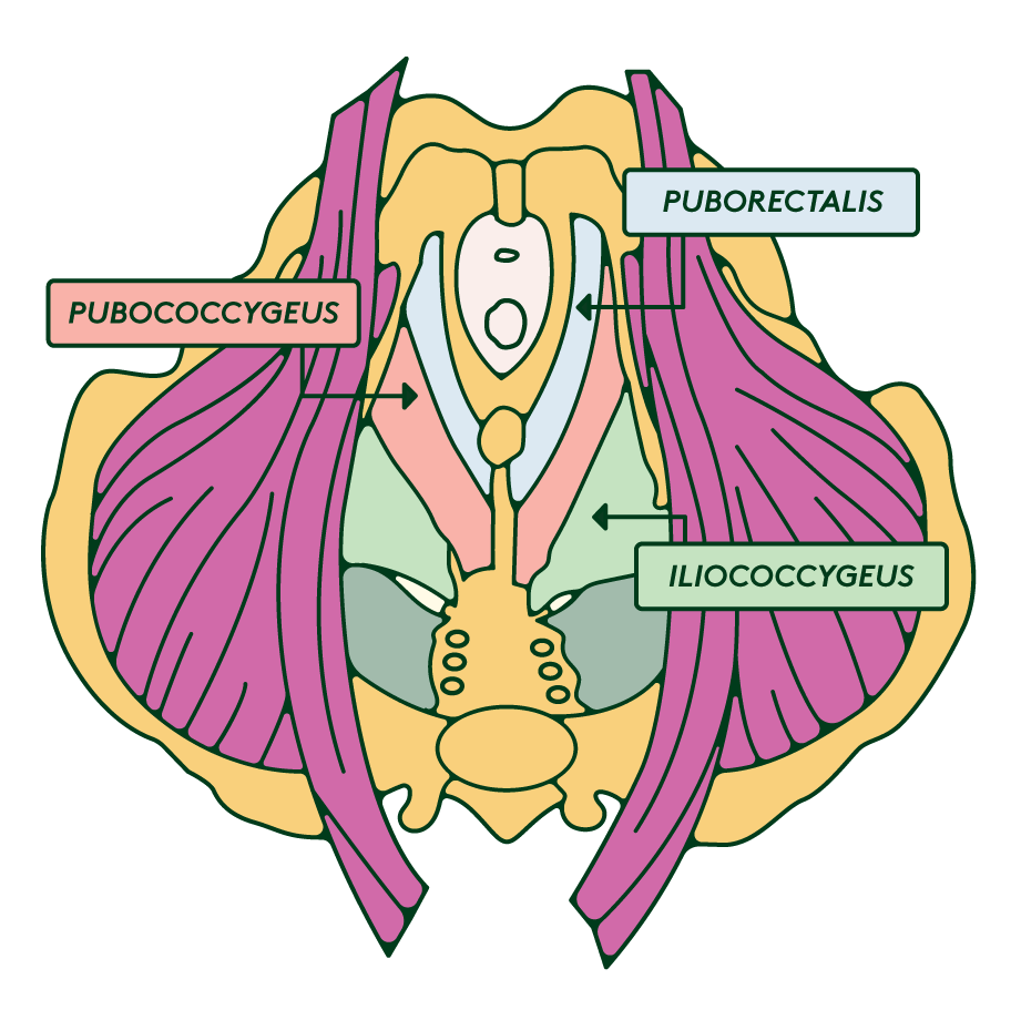Your Pelvic Floor Everything You Need To Know